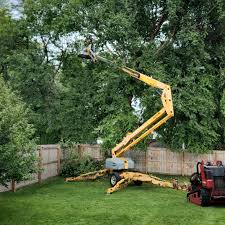 Best Tree Cabling and Bracing  in St Cloud, MN